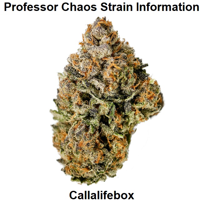 Professor Chaos Strain Information