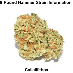 9-Pound Hammer Strain Information