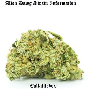 alien dawg