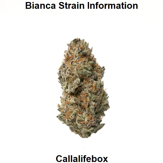 Bianca Strain Information