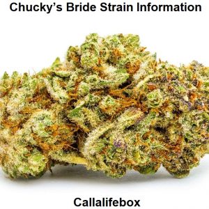 Chucky’s Bride Strain Information
