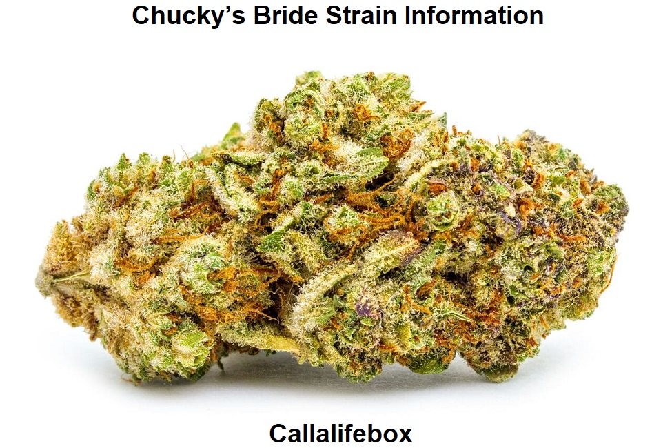 Chucky’s Bride Strain Information