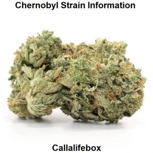 Chernobyl Strain Information
