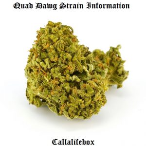 quad kush