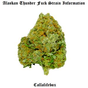 alaskan thunder f strain