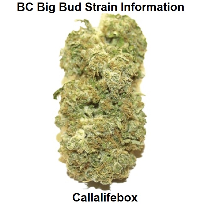BC Big Bud Strain Information