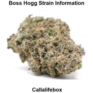 Boss Hogg Strain Information