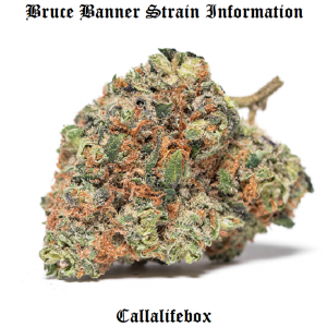 bruce banner