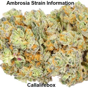Ambrosia Strain Information