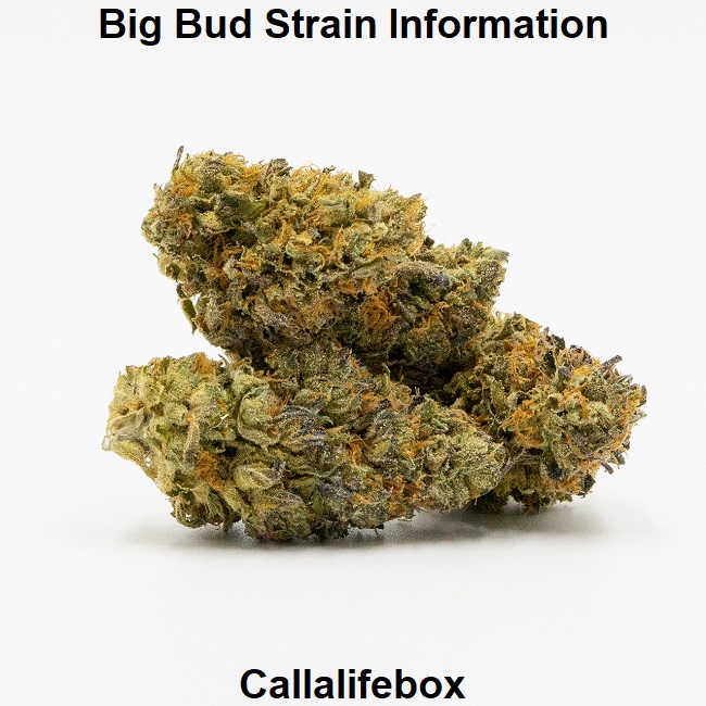 Big Bud Strain Information