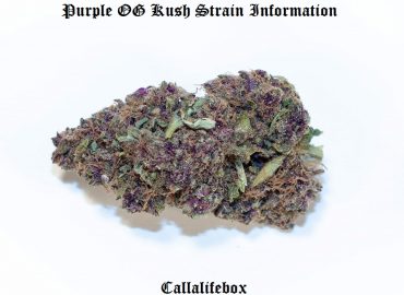 purple og strain