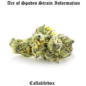 who is ace of spades