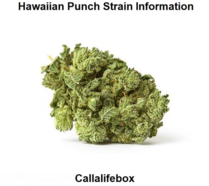 Hawaiian Punch Strain Information