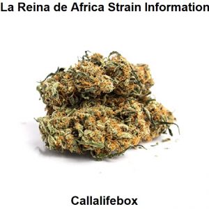 La Reina de Africa Strain Information
