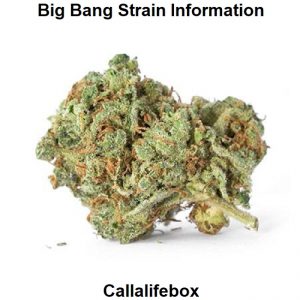 Big Bang Strain Information