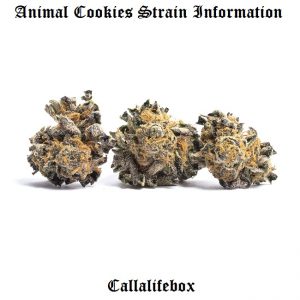 animal crackers birthday