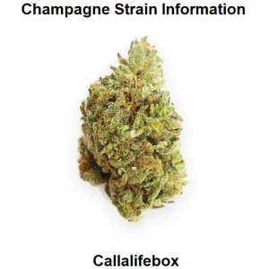 Champagne Strain Information