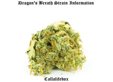 dragon's breath strain