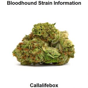 Bloodhound Strain Information