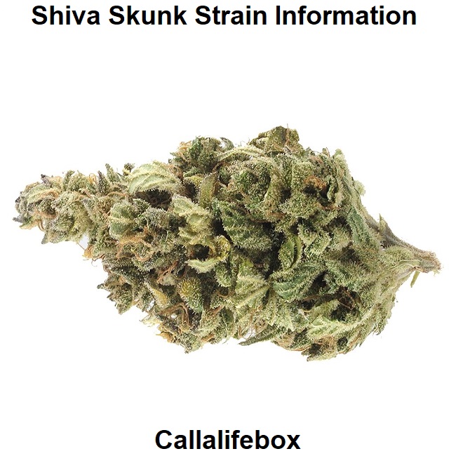 Shiva Skunk Strain Information