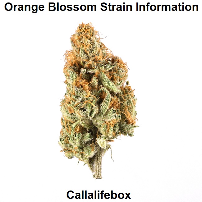 Orange Blossom Strain Information